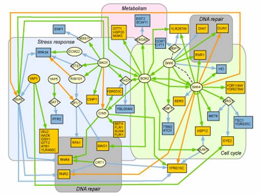 Network model of DNA damage response